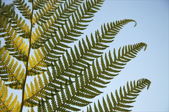 Fern Detail of tree fern fronds against a blue sky.