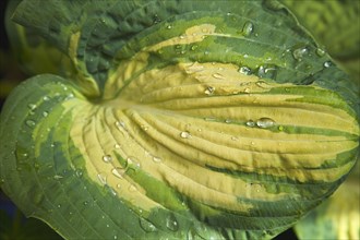 Detail of water droplets on green and yellow leaves