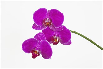 Orchid against white background.