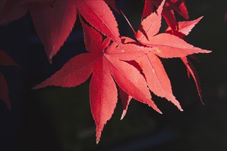 Red Maple leaves.