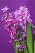 Hyacinth Pink Hyacinth against purple background.