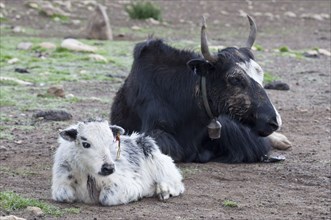 Yak mother and a baby in a high-altitude nomad camp in a mountain valley near Lo Manthang.