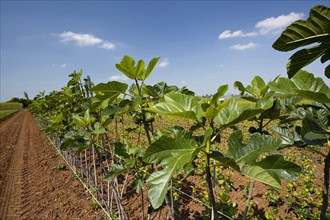 Young fig trees lined up at a plantation farm.