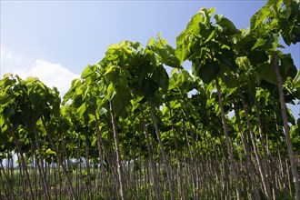 Catalpa bignonioides young Indian Bean Trees lined up at a plantation.