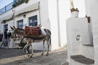 Working donkey carrying fruits and vegetables which his owner is selling at the streets.