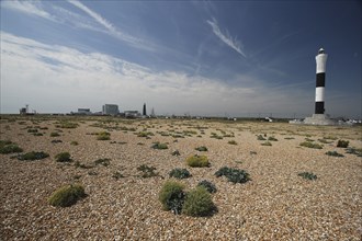 View across shingle beach with sea Kale in the foreground and the Nuclear Power Station on the horizon..