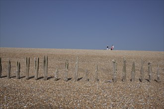 View of rotten wooden groynes on the shingle beach and people walking in distance..