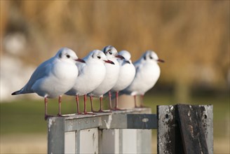 Group Five black-headed gulls perched in a row on the river Thames Hambleden Lock