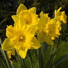 Daffodils in a field.