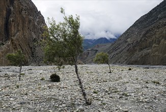 Sparse trees at Kali Gandaki rock strewn riverbed.
