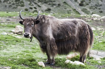 Close up view of a yak on a green high mountain pasture.