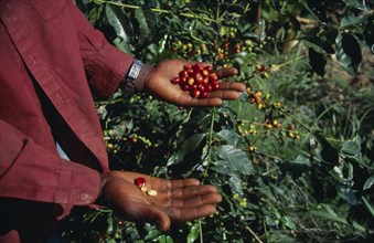 West Indies, Jamaica, Agriculture, Cropped shot of person standing beside coffee bush holding ripe