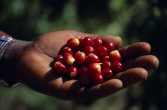 West Indies, Jamaica, Agriculture, Cropped shot of hand holding ripe coffee beans.. Photo : Gavin