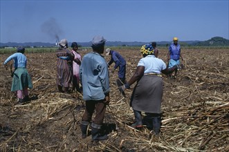 West Indies, Jamaica, Westmoreland Parish, Women clearing sugar cane field after the cane has been
