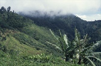 West Indies, Jamaica, Blue Mountains, Tree covered hillside and low lying cloud. Photo : James