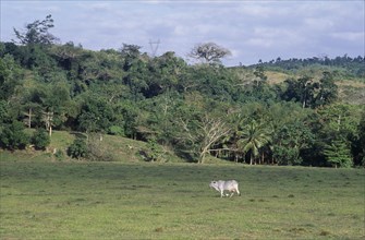 West Indies, Jamaica, Cockpit Country, Cow and egret in lush green landscape. Photo : Juliet Highet
