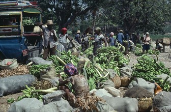 Haiti, Markets, Banana vendors in street market. Photo : Sarah Errington