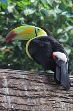 Mexico, Veracruz, Toucan native to Veracruz with bright multi coloured bill perched on branch.
