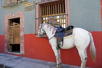 Mexico, Bajio, San Miguel de Allende, Horse tied up on street outside a cantina a men only bar with