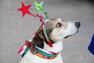 Mexico, Bajio, San Miguel de Allende, El Jardin Dog dressed for Independence Day celebrations.