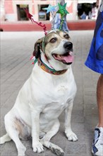 Mexico, Bajio, San Miguel de Allende, Dog dressed for Independence Day celebrations in El Jardin