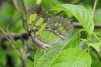 Mexico, Jalisco, Puerto Vallarta, Green butterfly on leaf with folded wings in Las Juntas Botanical