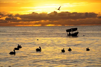 Mexico, Jalisco, Puerto Vallarta, Playa Olas Altas Pelicans and fishing boat silhouetted on water