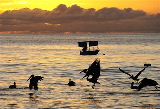 Mexico, Jalisco, Puerto Vallarta, Playa Olas Altas Pelicans and fishing boat silhouetted on the