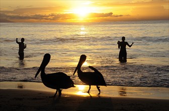 Mexico, Jalisco, Puerto Vallarta, Playa Olas Altas Two pelicans on the beach and two fishermen