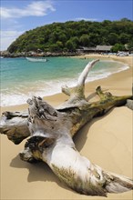 Mexico, Oaxaca, Puerto Escondido, Puerto Escondido Bleached tree stump on sand at Playa Manzanillo