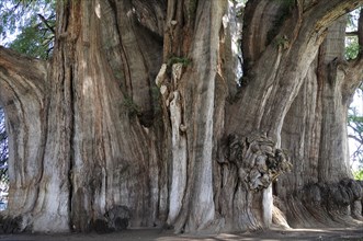 Mexico, Oaxaca, Santa Maria del Tule, Ancient cypress tree Arbol del Tule. Photo : Nick Bonetti