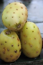 Mexico, Bajio, Zacatecas, Tunas or cactus fruit. Photo : Nick Bonetti