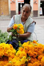 Mexico, Bajio, Guanajuato, Plaza del Baratillo Woman preparing marigolds on street stall. Photo :