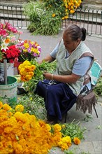 Mexico, Bajio, Guanajuato, Woman preparing marigold bunches on street stall in the Plaza del