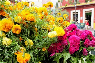 Mexico, Bajio, Guanajuato, Marigold bunches in Plaza de Baratillo. Photo : Nick Bonetti