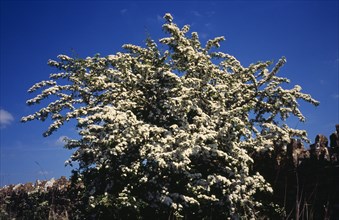 Tree, Single, Common Hawthorn tree in full white blossom during the month of May. Crataegus