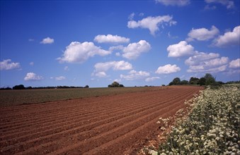 Agriculture, Crops, Newly prepared Potato field in Norfolk England. Photo : Bryan Pickering