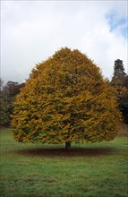 Tree, Single, Small leaved Lime Tree in autumn foliage. Tilia Platyphyllos. Wales Gwent Monmouth.