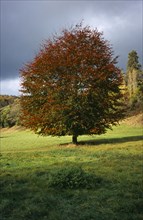 Tree, Single, Common Beech Tree in autumn foliage. Fagus Sylvatica. Wales Gwent Monmouth. Photo :