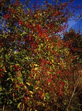 England, Gloucestershire, Tree, Spindle Tree Euonymus europaeus with ripening pink berries and