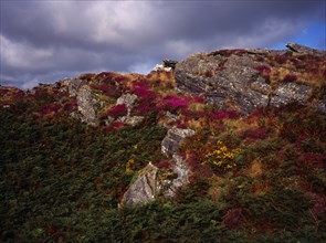 France, Bretagne, Cotes d Armor, Monts d Arree. Rocky outcrop with bracken bell heather and gorse.