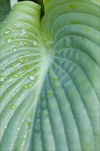 Hosta 'Sum And Substance', Plantain lily