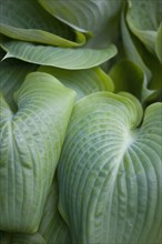 Hosta 'Sum And Substance', Plantain lily