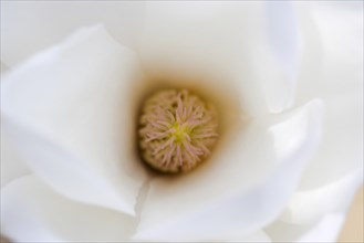 Magnolia × soulangeana 'Alba Superba', Magnolia tree