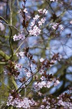 Plants, Trees, Cherry plum tree, Prunus cerasifera with pink flowering blossom on the branches in