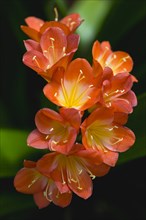 Clivia miniata, Natal lily