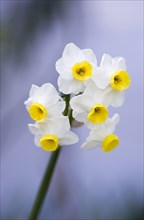 Narcissus, Bunch flowering daffodil
