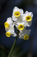 Narcissus, Bunch flowering daffodil