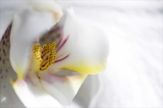 Phalaenopsis, Orchid