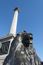 Lion statue and Nelson's column, Trafalgar Square, London